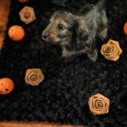Boy 1 - Sable male Dachshund puppy in Saint Robert, Missouri from Crowesnest Dachshund