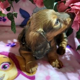 Dachshund Puppies from CLARK'S BREEDING PROGRAM