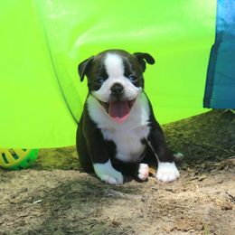 Boston Terrier and Italian Greyhound Puppies from 4Ever Boston Terriers & Italian Greyhounds