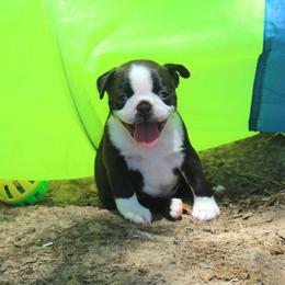 Boston Terrier and Italian Greyhound Puppies from 4Ever Boston Terriers & Italian Greyhounds