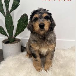 Nelson Harald - Merle male Saint Berdoodle puppy in Mesa, Arizona from Desert Bohunk Doodles and Branded Bullies