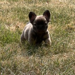 French Bulldog Puppies from Christie's Frenchies