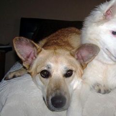 Chinooks and Icelandic Sheepdogs from Fox Meadow