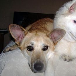 Chinooks and Icelandic Sheepdogs from Fox Meadow