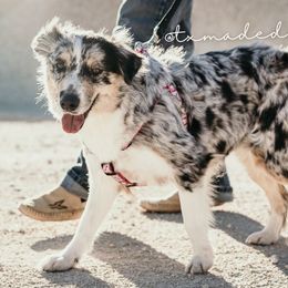 Aussiedoodles and Bordoodles from Texas Made Doodles