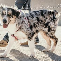 Aussiedoodles and Bordoodles from Texas Made Doodles
