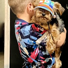 Yorkshire Terrier Puppies from Celestial Family Terriers (Yooper Yorkies)