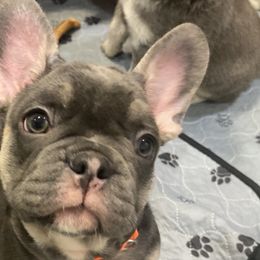 Bronze - Blue French Bulldog puppy in Palmdale, California from Tickled Frenchies