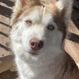 Siberian Huskies from Albarran’s Huskies