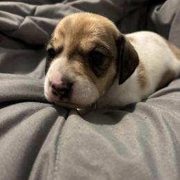 Bubba - Piebald male Dachshund puppy in New Smyrna Beach, Florida from J & L Mini D’s