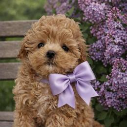 Benjamin - Apricot male Maltipoo puppy in San Diego, Temecula, California from Yorkie & Maltese Royalty