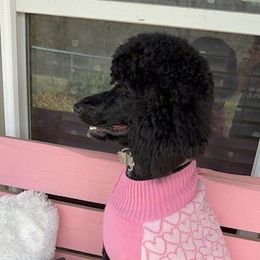 Poodles from Lyfetime Homes