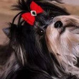 Starbucks - Biewer Terrier