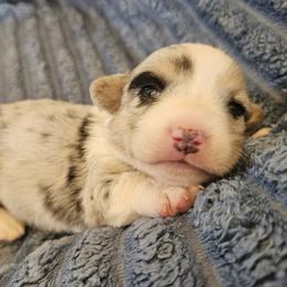 AKC Cardigan Girl 'Skye - Blue merle and white female Cardigan Welsh Corgi puppy in Tombstone, Arizona from WeVolution Off-Grid