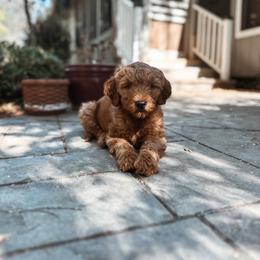 Iron - Red  male Goldendoodle puppy in Shingle Springs, California from Kindred Oak Goldendoodles