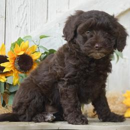 Maple - Brown female Cockapoo puppy in Seattle, Washington from Sweet Home Doodles