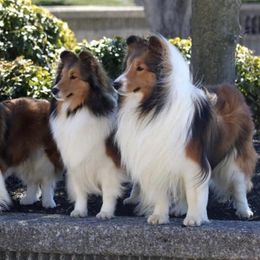 Shetland Sheepdogs from Jennifer's Shetland Sheepdogs