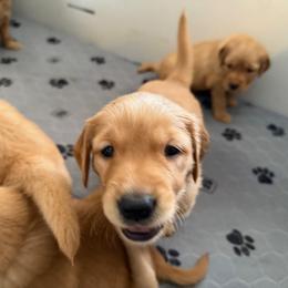 Golden Retriever Puppies from Greenridge Kennels