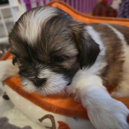 Girl 2 - Tricolor female Shih Tzu puppy in Filer, Idaho from Shih Tzu Kennels