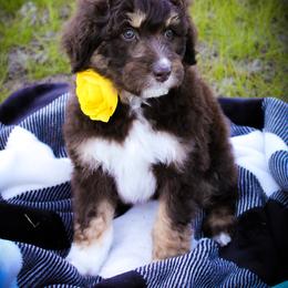 Aussiedoodle Puppies from Gore Doodle Ranch