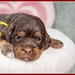 Peanut - Brown and tan female Cockapoo puppy in Connersville, Indiana from Deaz Doodle Ranch