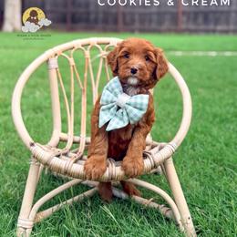 Cookies And Cream - Red  male Goldendoodle puppy in Dallas County, Texas from Dream A Little Doodle