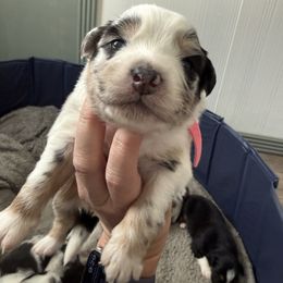 Pink - Blue merle female Australian Shepherd puppy in Oneida, Tennessee from Miller's Legacy Natural Australian Shepherds - Full Tails & Dewclaws!