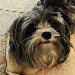 Gigi - Yorkshire Terrier