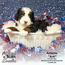 Artemis 'Arti' - Green Collar - Tri-color male Bernedoodle puppy in Jackson, Michigan from A Star is Born Doodles