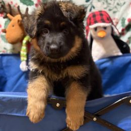 Pink girl - German Shepherd puppy from Cottonwood Kennel