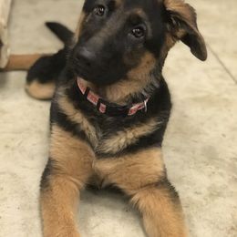 German Shepherd Puppies from Oregon German Shepherds