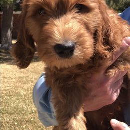 Goldendoodle Puppies from Penny Doodles