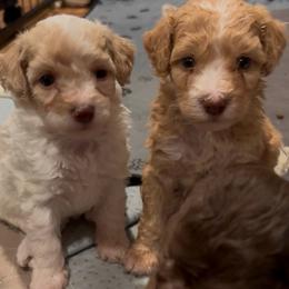 Winnie - Yellow and white female Bernedoodle puppy in Rising Sun, Indiana from Ruby Lane Doodles