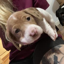 Dachshund Puppies from Hursh’s Hounds