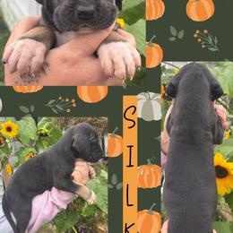 Silk - Black female Great Dane puppy in Wellsville, New York from Prophecy Danes