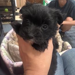 Celie - Black female Morkie puppy in Winston Salem, North Carolina from Patty’s Paws