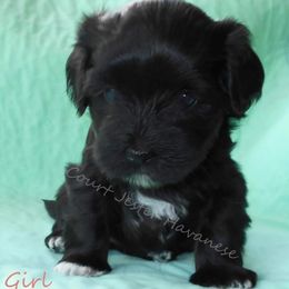 Havanese Puppies from Court Jester Havanese