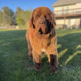 Newfoundland puppies from Blue Heart Kennel