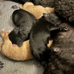 Boy 2 - male Cavapoo puppy in Tempe, Arizona from Springerdoodles Plus AZ