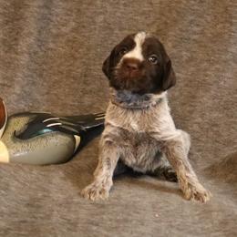 Lt. Purple - Brown and gray female Wirehaired Pointing Griffon puppy in Afton, Wisconsin from Daehler's Wirehaired Pointing Griffons