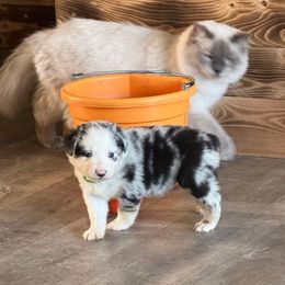 Meadow - Blue merle female Australian Shepherd puppy in Ellensburg, Washington from Creekside Aussies