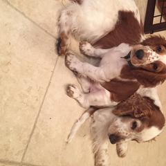 Welsh Springer Spaniel All Grown Up from Welshwood Welsh Springer Spaniels