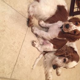 Welsh Springer Spaniel All Grown Up from Welshwood Welsh Springer Spaniels