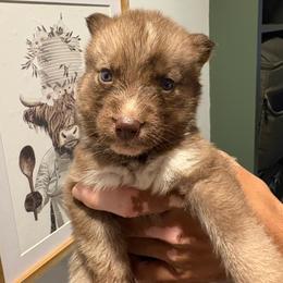 Girl 3 - Red and white female Siberian Husky puppy in Pelham, Alabama from Tails & Belles Dog Breeding