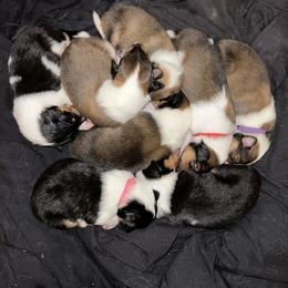 Collie Puppies from Jolly Collies