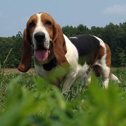 Wilson - Basset Hound