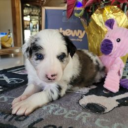 Jade - Slate merle female Border Collie puppy in Morgan, Texas from Shooting Star Ranch