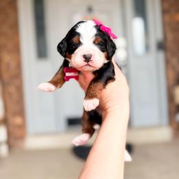 Chanelle - Tri-color female Bernedoodle puppy in West Haven, Utah from Split Mountain Doodles