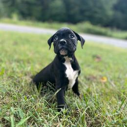 Boy 1 - Brindle male Boxer puppy in Prestonsburg, Kentucky from Diamond Standard Boxers