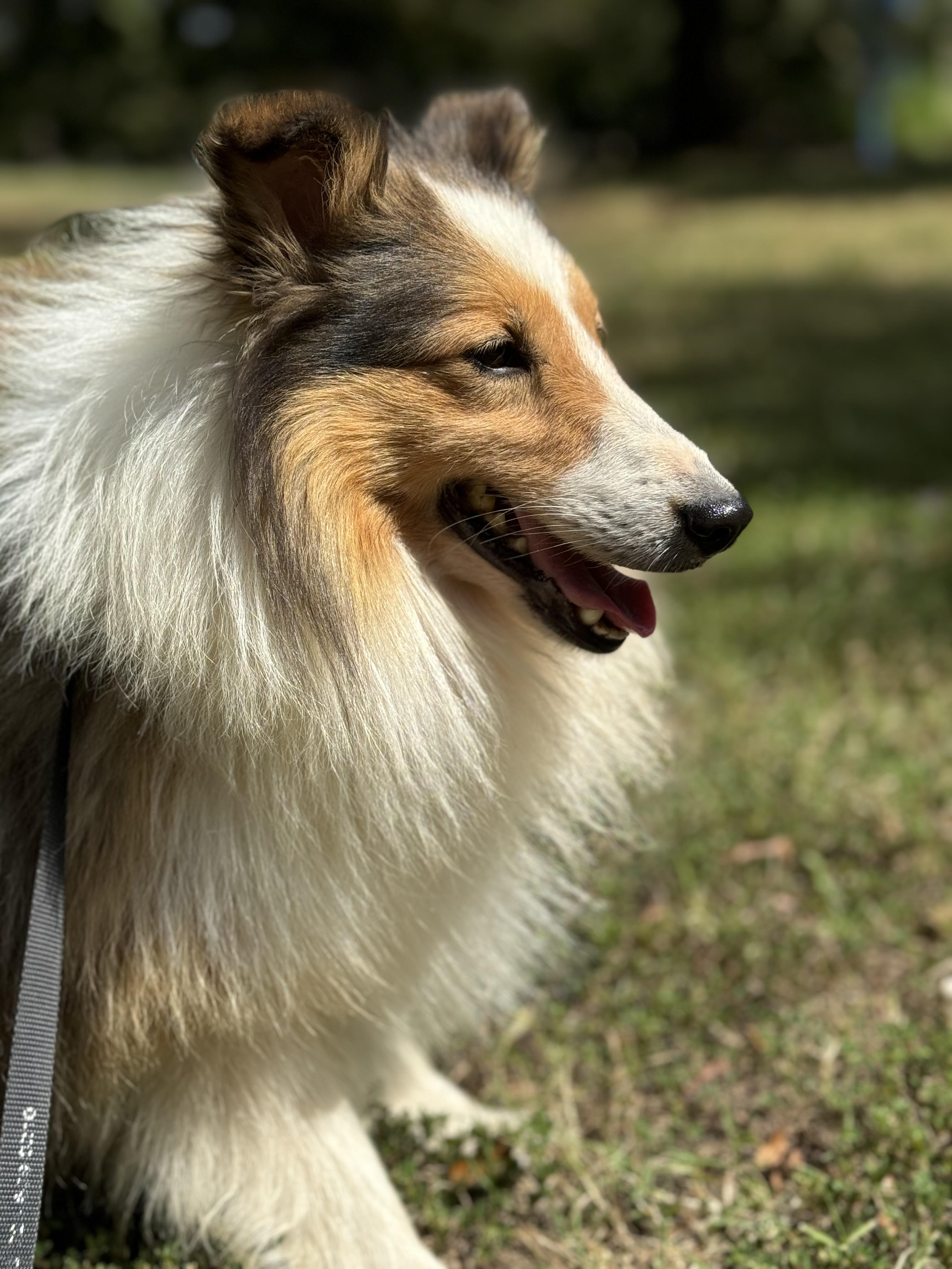 Toby